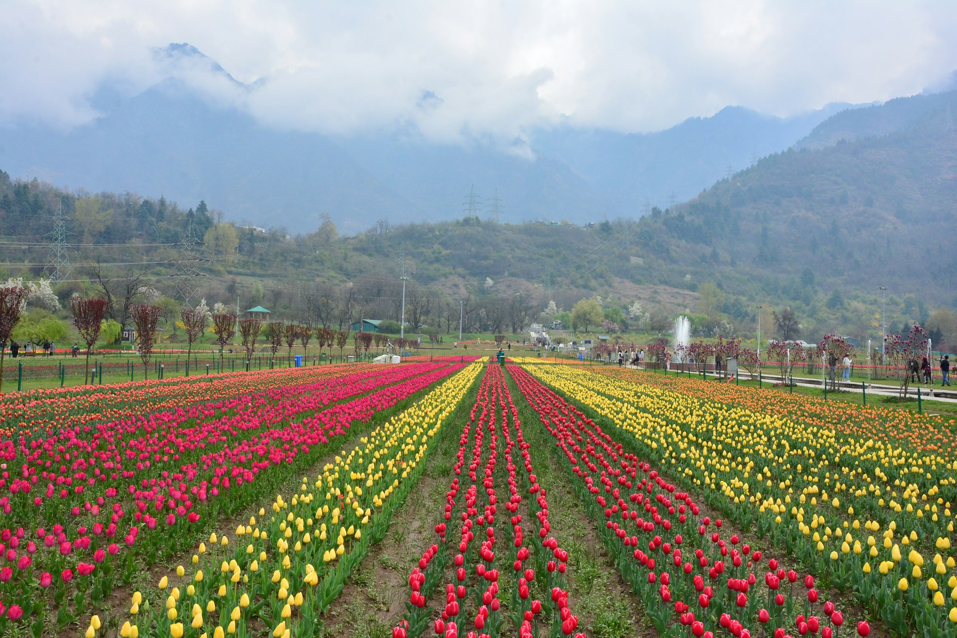 A field of flowers with mountains in the background